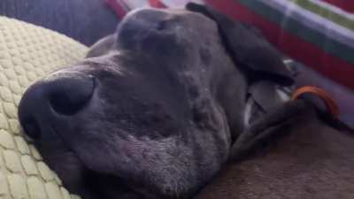 Jackson doing sleeps (volume up!)