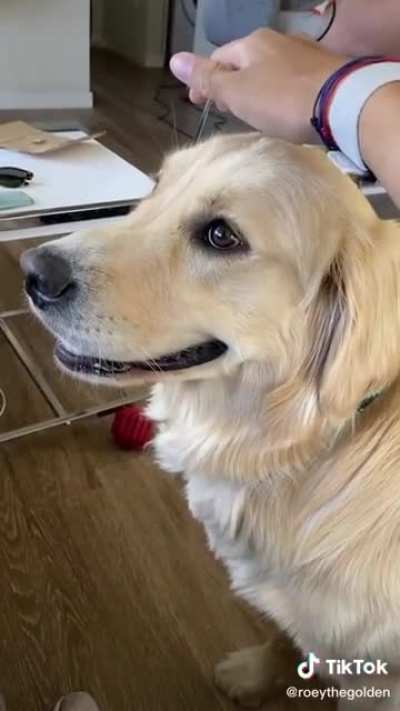 Pet the damn dog.