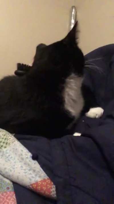 He may not look it but he loves this. Unlike my kitten my old boy loves brushy.