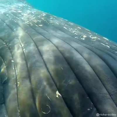 Up close with a humpback whale