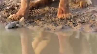 Tiny Turtle harassing Lions