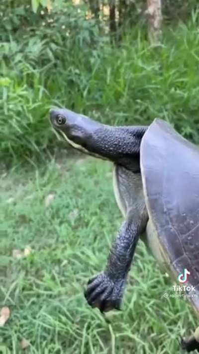 Robert Irwin saves a turtle