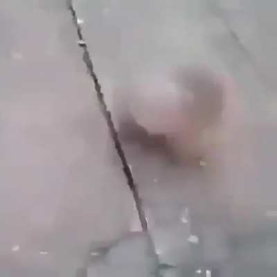 moldy wind up dog
