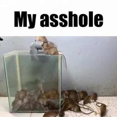 rats