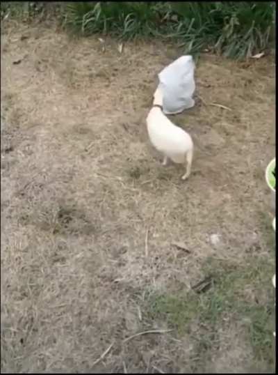 Analbanian hiding from his wife