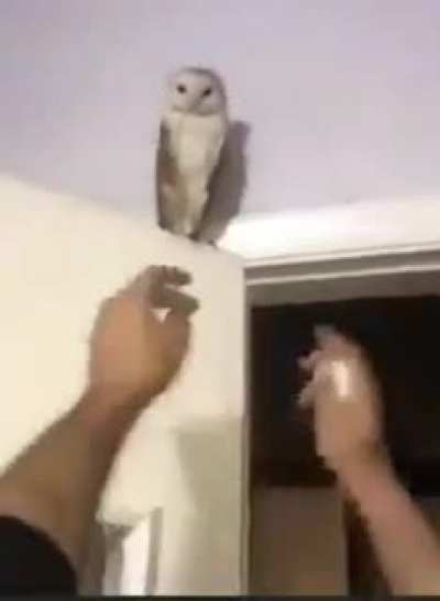 When you're an owl, you just spit it out 🤣😜