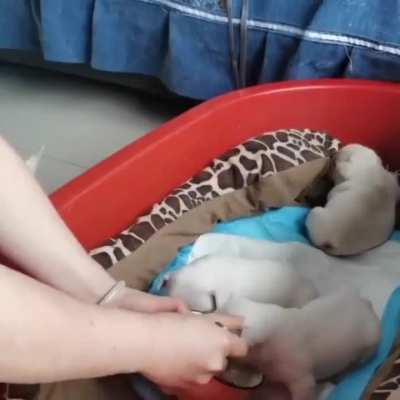 Awwwww