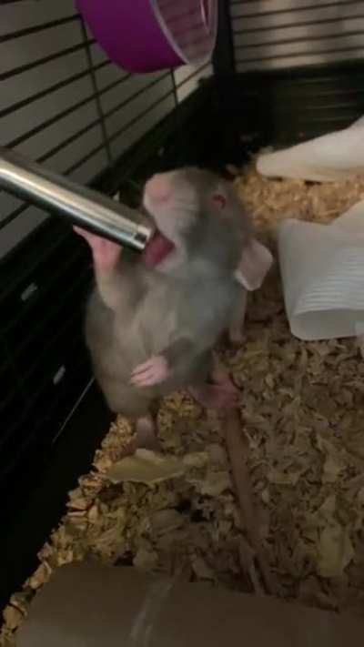 Baby rats