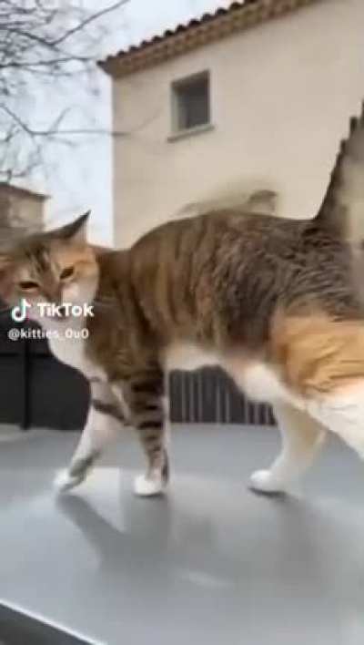 Last meow is *loud*