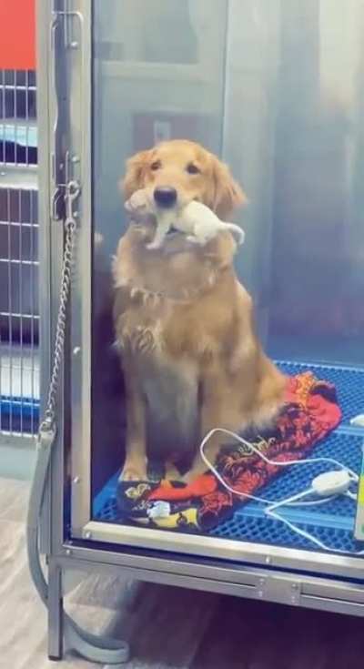 Adopt one get one free