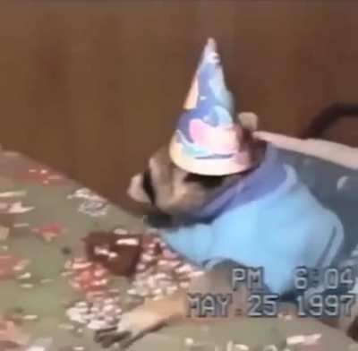 Fuck no pude ver el stream, pero ac&aacute; un mapache festejando su cumple