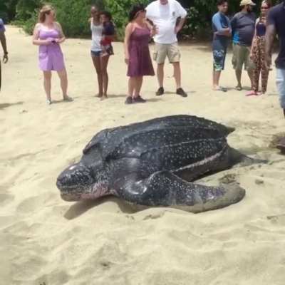 Leatherback sea turtle going back to the ocean
