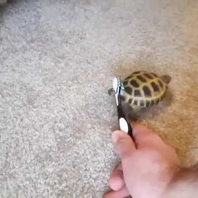 Swiggity swooty
