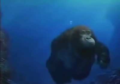 Just Your Average Ocean Life