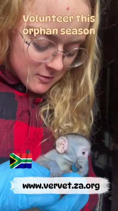Volunteer With Orphaned Baby Monkeys at the Vervet Monkey Foundation in South Africa (an ethical, GFAS &amp;amp; PASA accredited, non-profit sanctuary)