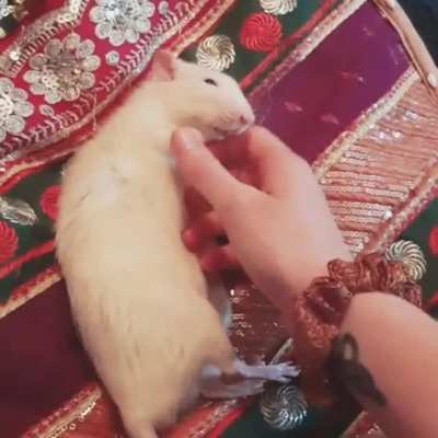 Kisses and belly rubs 😘🐭