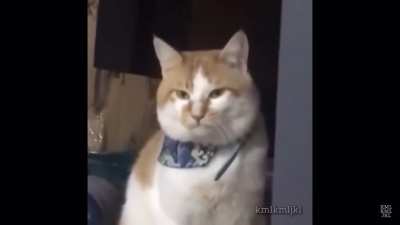 Cat after dentist