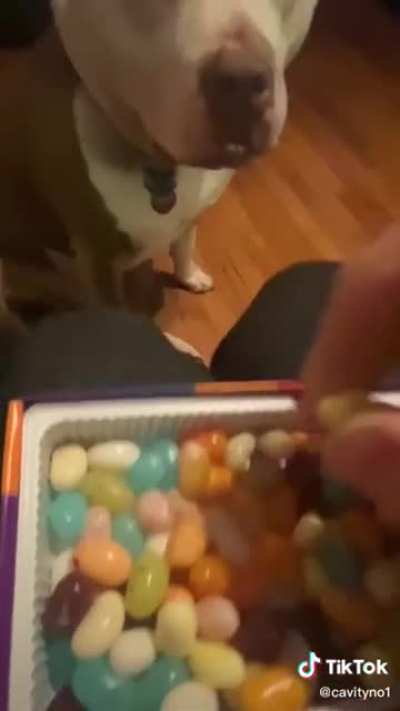 Dog Treats