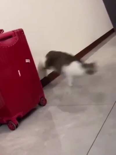 HMC while I ready the spring-loaded bullet!