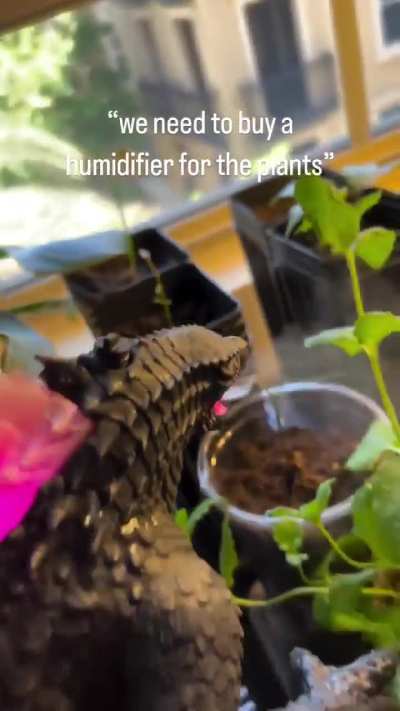 We need to buy a humidifier for the plants