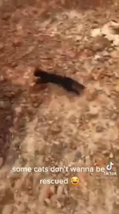 To rescue the cat