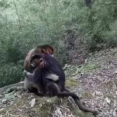 golden monkeys hugging each other