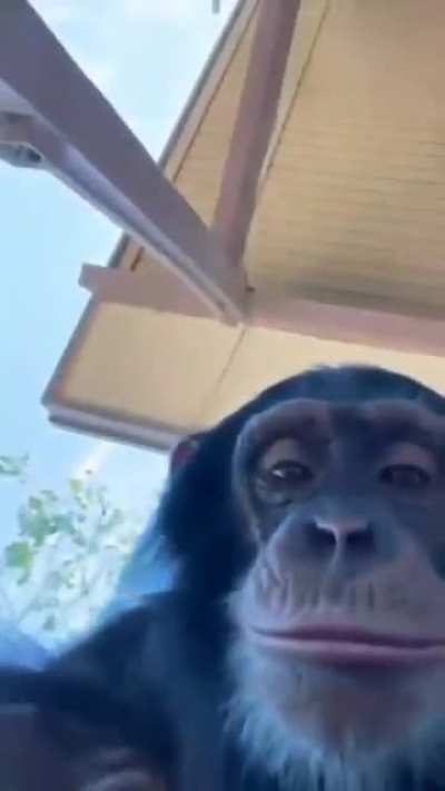 monke typin