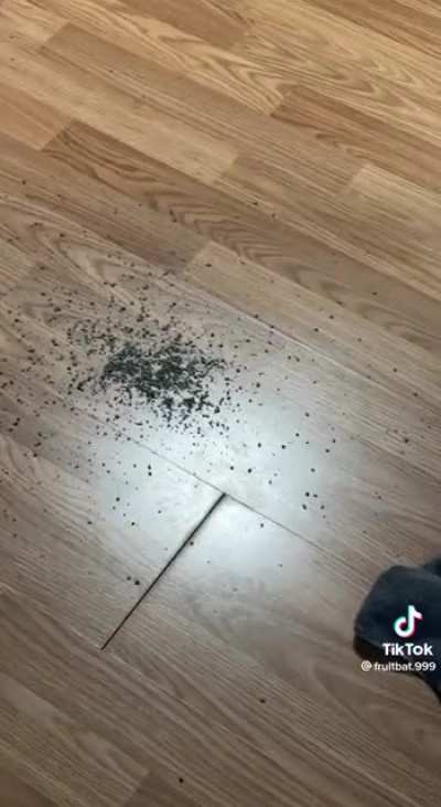 Some cats just want to watch the world burn.