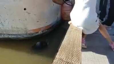 Foca tarada