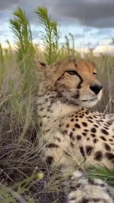 Kitteh.... *melt*