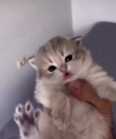 hOrRibLe hUmAns hOLd heLpLeSs kiTtEn hOsTaGe