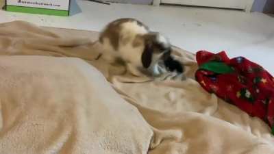 So yeah, my scrunchie is her new toy I guess..