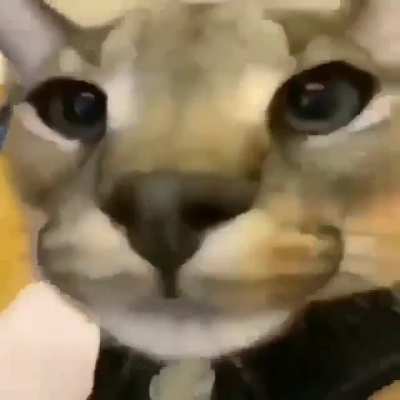 YO