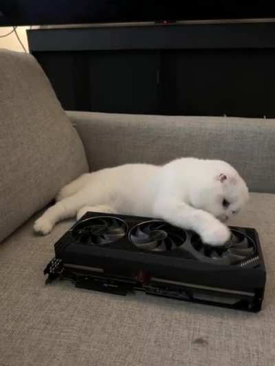 Impressive meowtracing performance