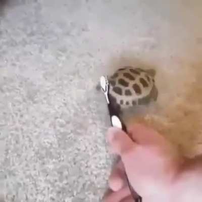 na vida queria ser uma tartaruga dan&ccedil;arina