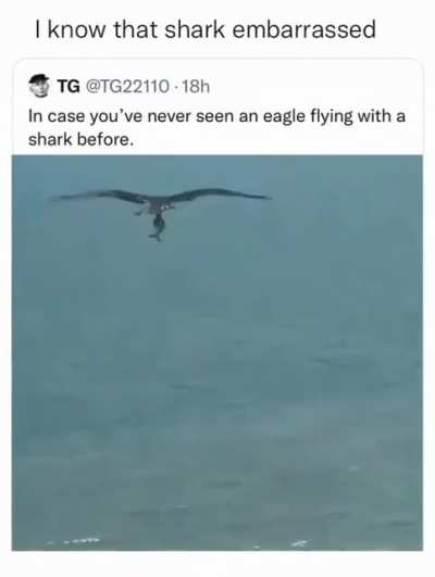 Flying shark