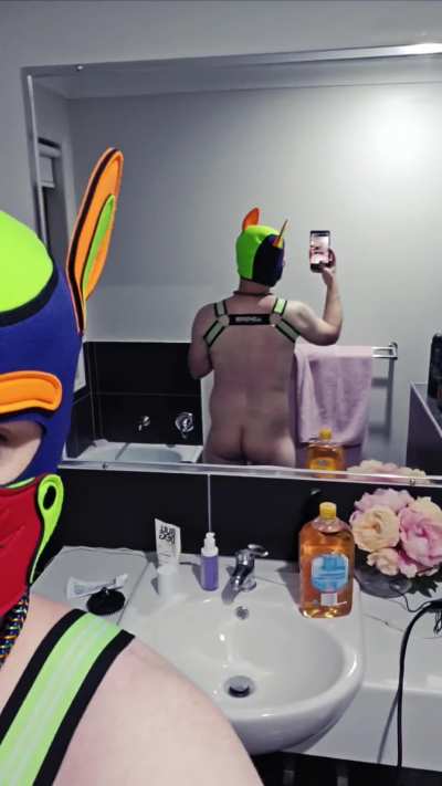 New Harness 