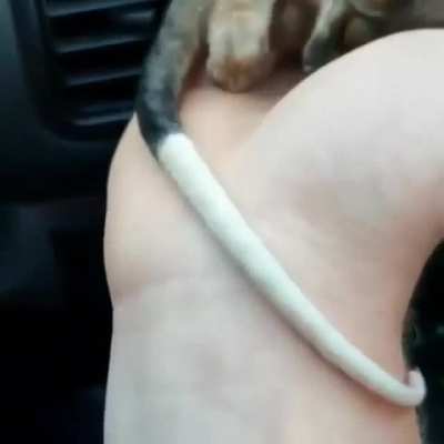A cute baby Possum