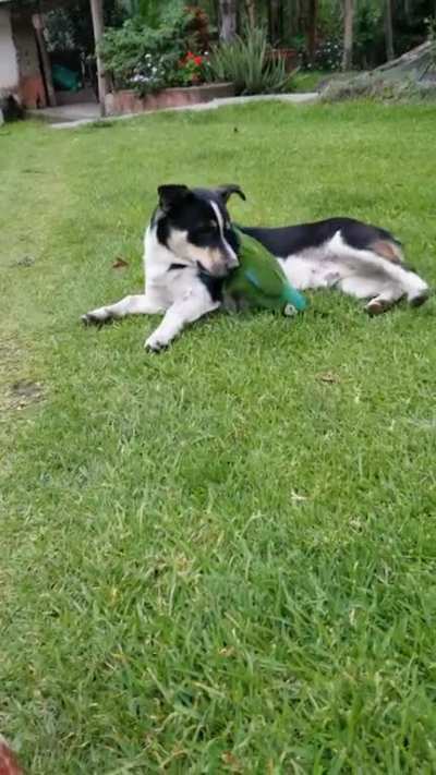 Puppy &amp;amp; parrot playing