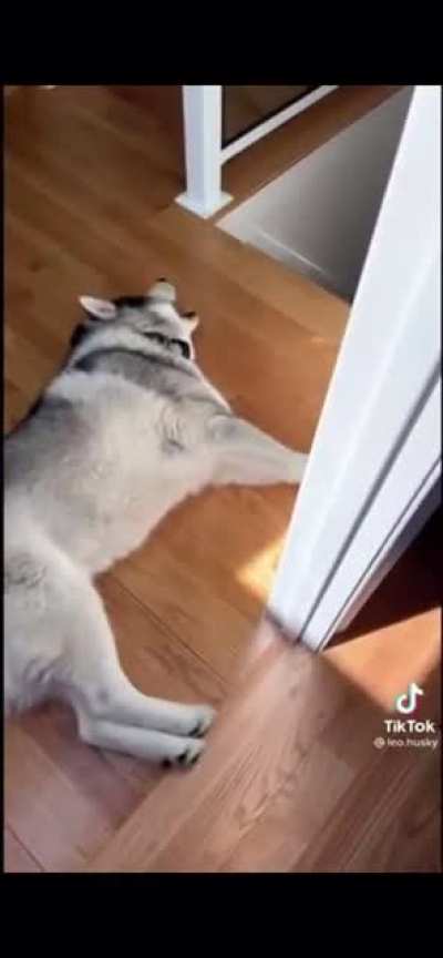 Why are huskies like this?
