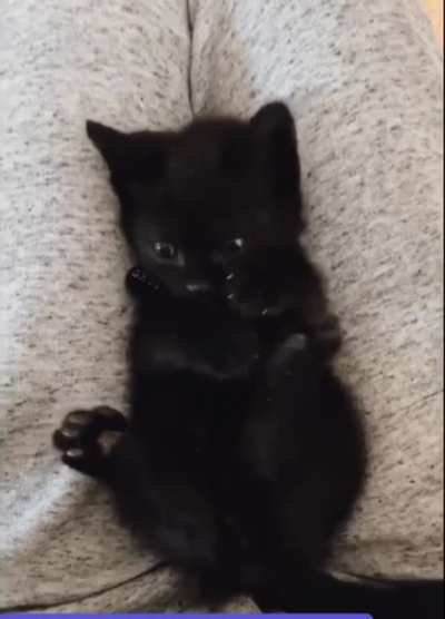 Kitty discovering she has feet