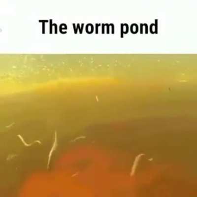 disco worms