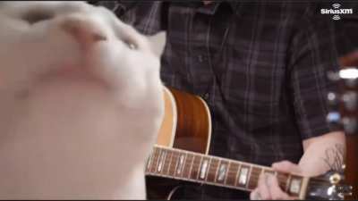 Cat DOESN&rsquo;T vibe to Puddle Of Mudd&rsquo;s About A Girl