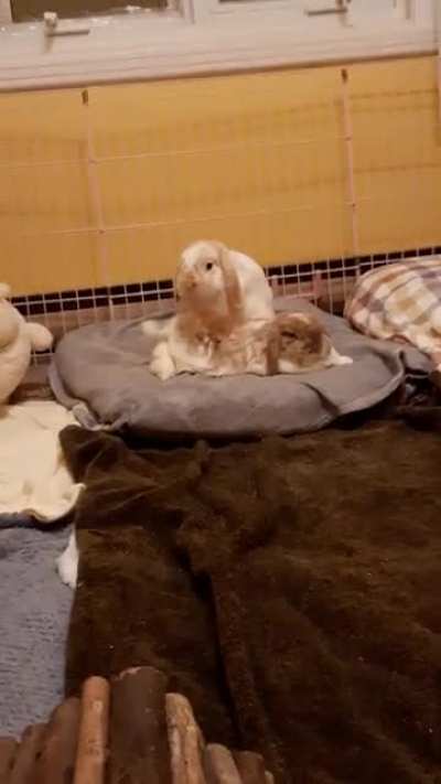Toasty "spanking" his wifebun