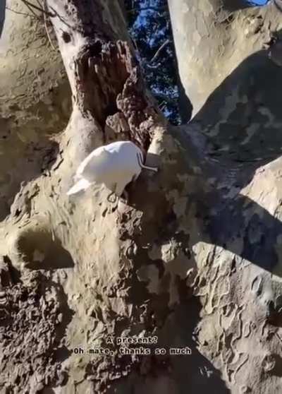 This kakadu got a present