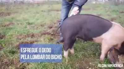 Como desenrolar o rabo do porco