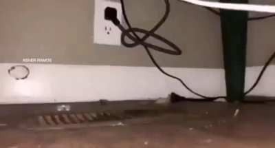 🐀🧀