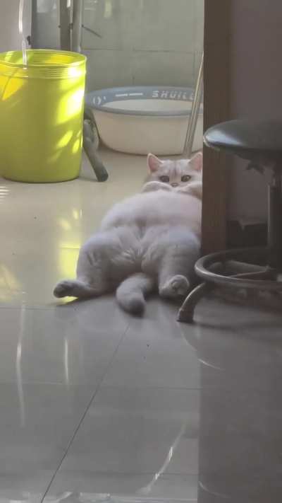 kitty.