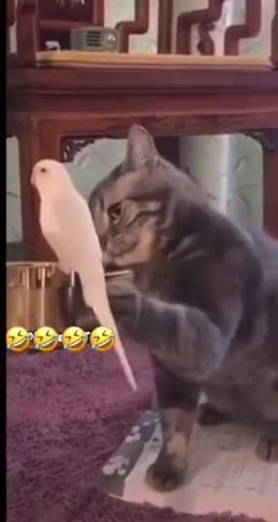 "Can I touch you? Ohhh, gently.."