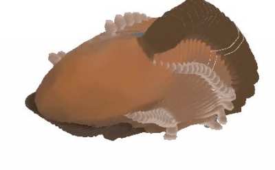 Platypus